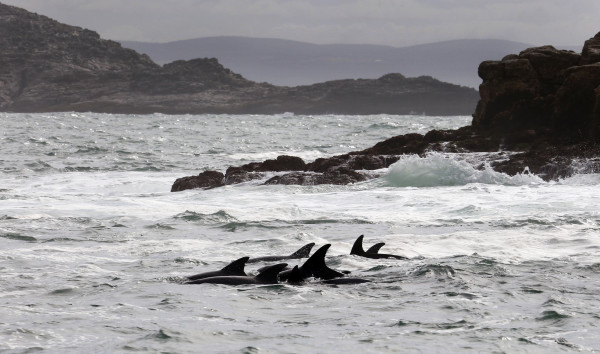 South African Bottlenose Dolphins