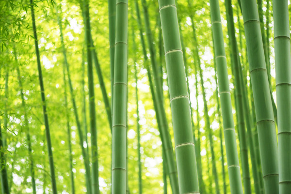 bamboo forest