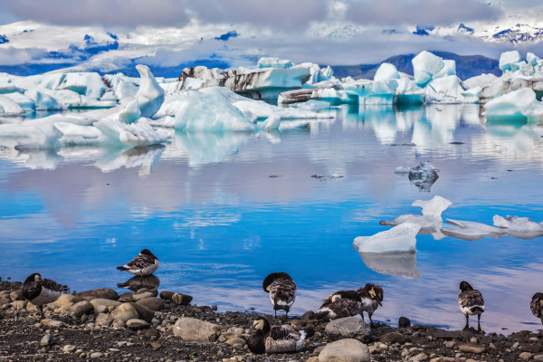 On coastal edge flock of birds