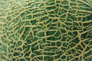 Close up of cantaloupe melon peel