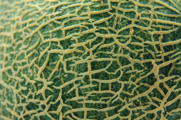 Close up of cantaloupe melon peel