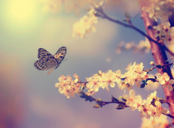 Butterfly and cherry blossom
