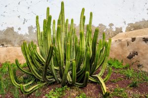 Cactus Plant - Fuerteventura