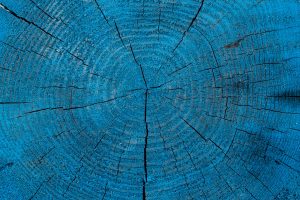 Coloured old log, annual rings