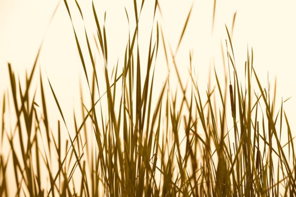 Grass Abstract Sepia