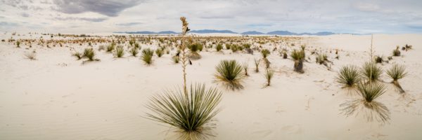 New Mexico Landscapes