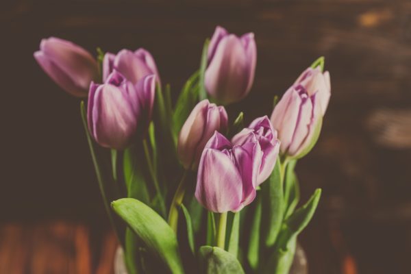 Purple tulips flowers