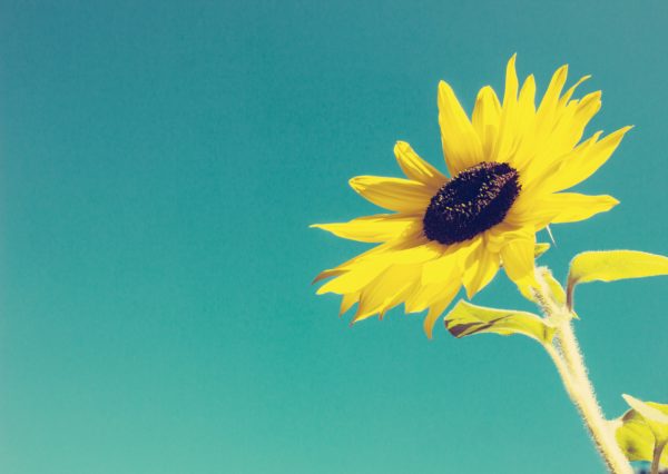 Sunflower against a cloudless Sky with a Texture Overlay