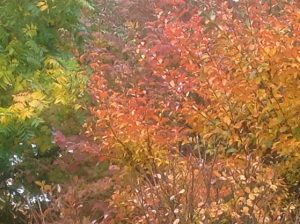 Self-Adhesive - 2200W x 2100H