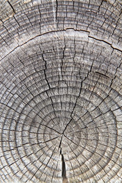 Aged wooden log rings