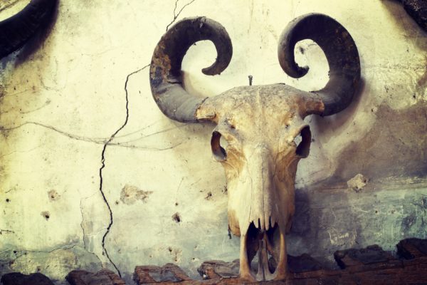 Buffalo skull on old wall