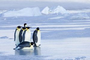 Emperor penguins