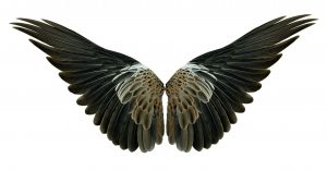 Wings