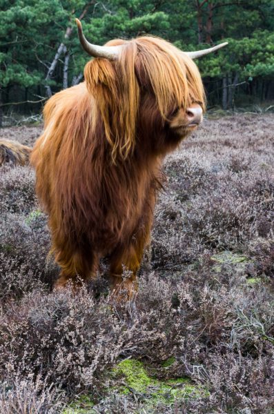 Scottish highlander ox