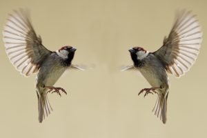 SPARROWS