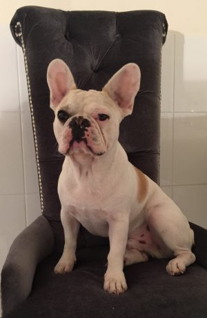 Self-Adhesive - 1200W x 2000H