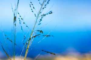 Self-Adhesive - 3500W x 2000H