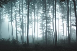 Forest trees with a misty forest haze