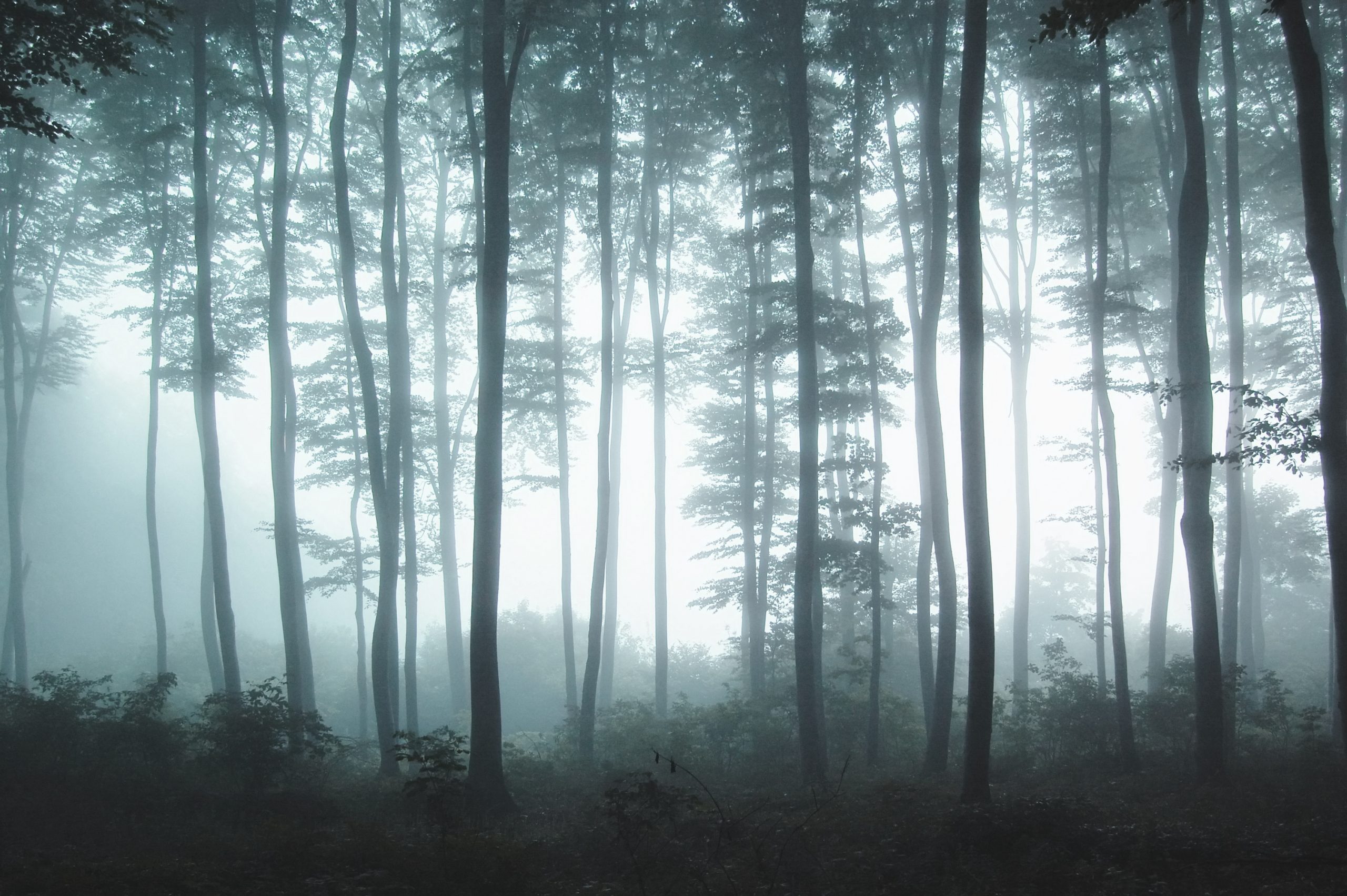 Dreamy misty forest haze - a great outdoor image for your wall - Custom  Wallpaper