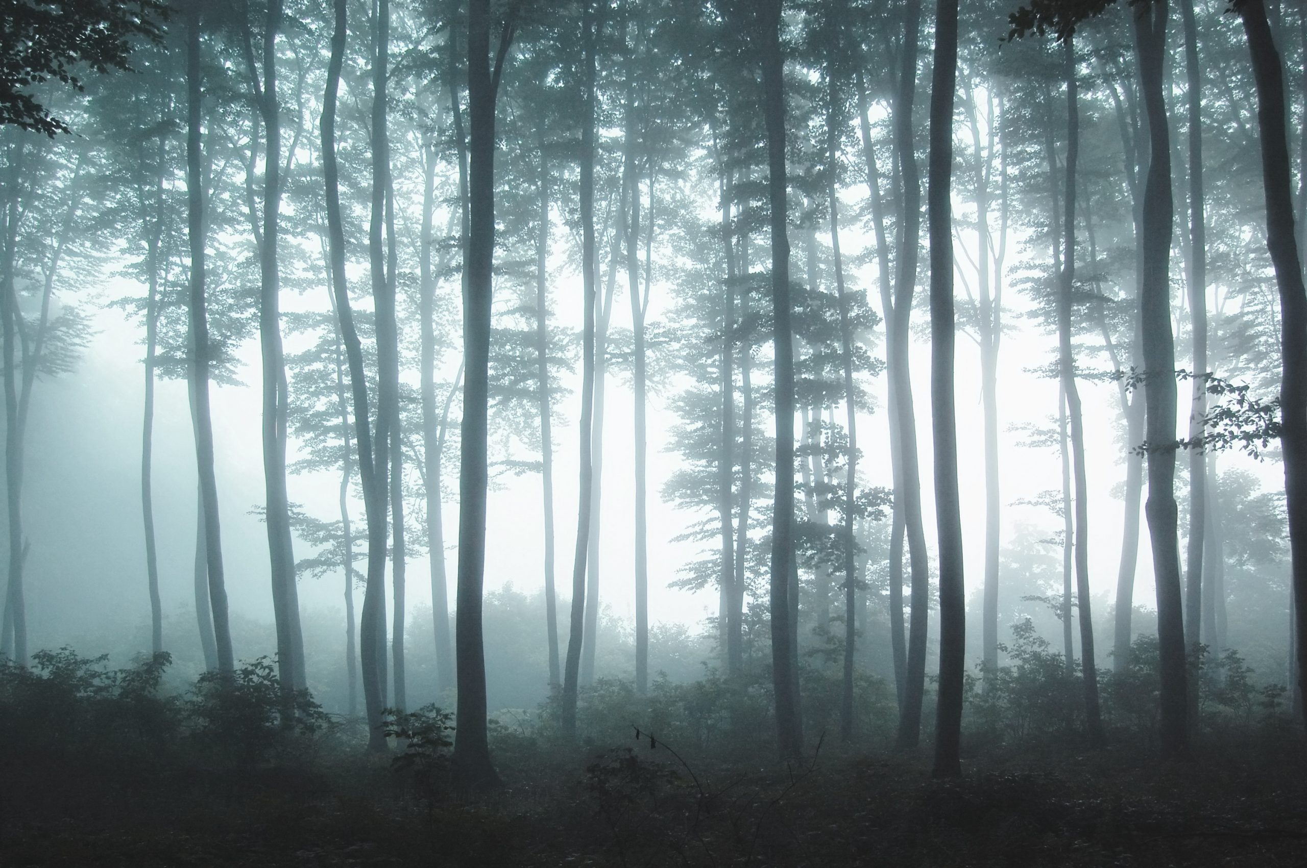 Dreamy misty forest haze - a great outdoor image for your wall - Custom Wallpaper Dreamy misty forest haze - a great outdoor image for your wall - Custom Wallpaper