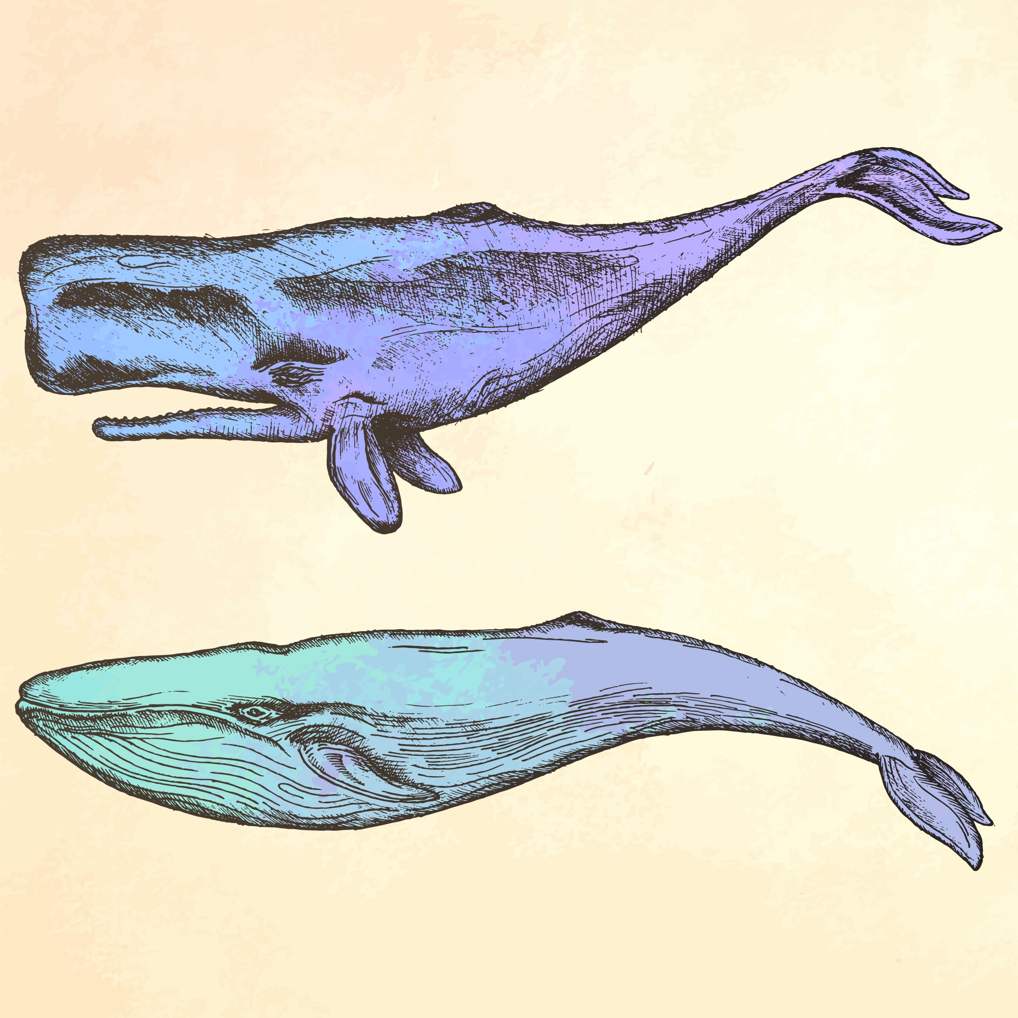 Whale - purple illustration