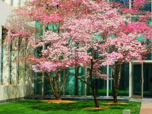 Self-Adhesive - 2850W x 2290H