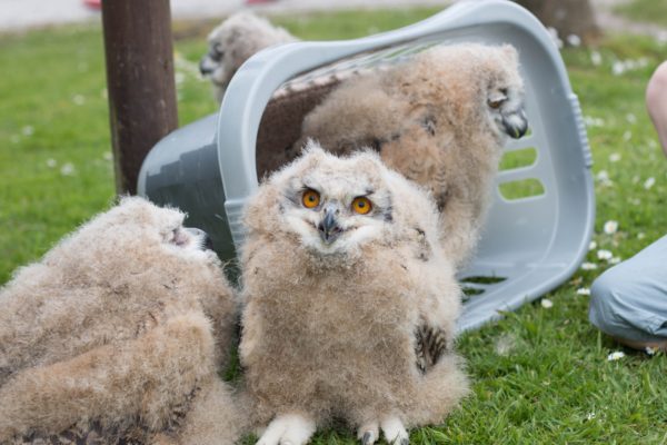 Baby_Siberian_eagle-owls,_Screech_Owl_Sanctuary