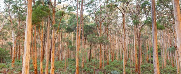 Boranup Karee Forest