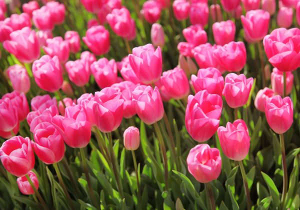 Beautiful bouquet of pink Tulips field