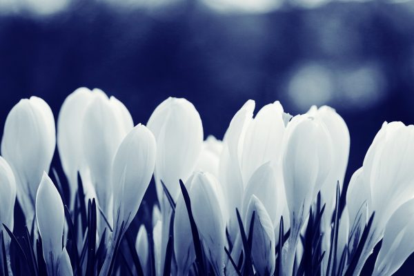 background of white petals delicate flowers texture