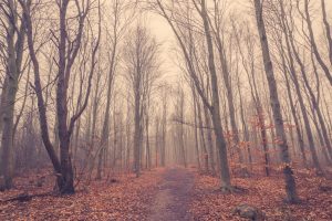 Mist in the forest at autumn