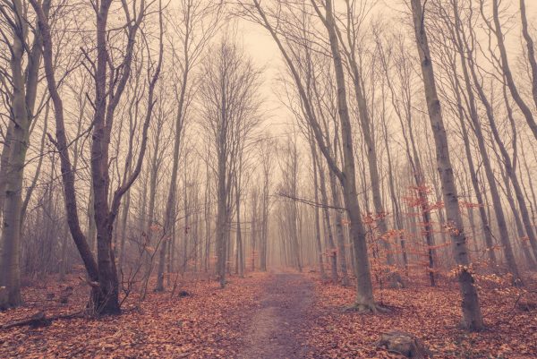 Mist in the forest at autumn