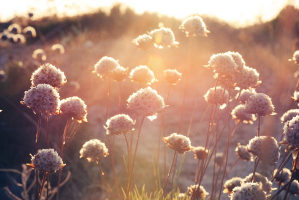 wildflowers in a meadow at sunset