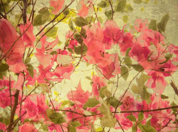 Pink bougainvillea art background