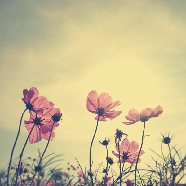 Vintage Cosmos flowers in sunset time