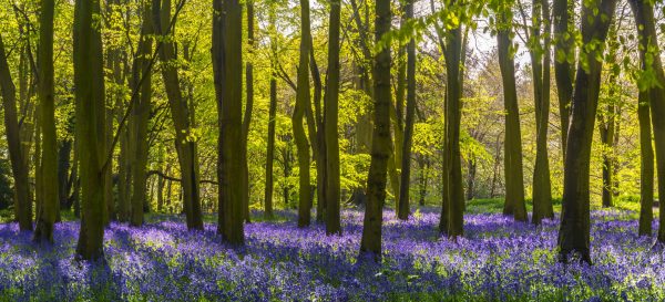 Sunlight casts shadows across bluebells in a wood