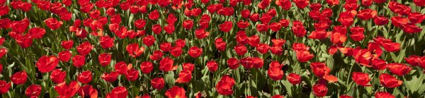 Red Tulips Panorama
