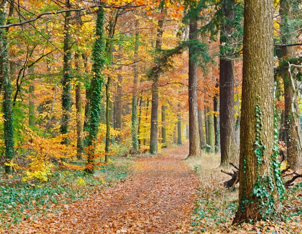 Pathway in the autumn forest