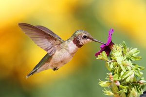 Juvenile Ruby-throated Hummingbird (archilochus colubris)