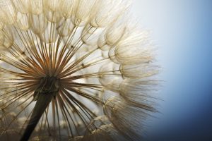 big dandelion on a blue background