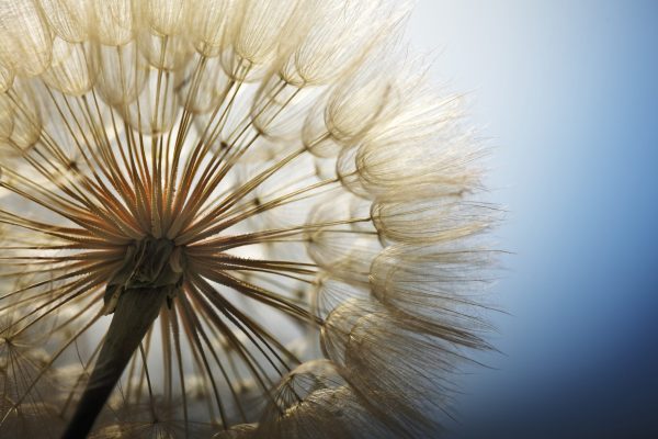 big dandelion on a blue background