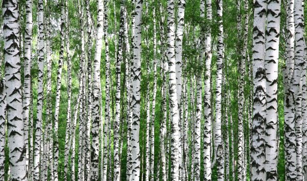 Trunks of summer birch trees