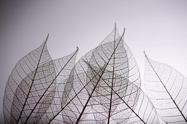 Skeleton leaves on grey background, close up