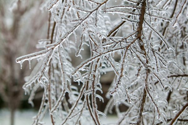 Ice Storm