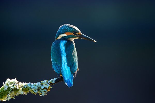 kingfisher