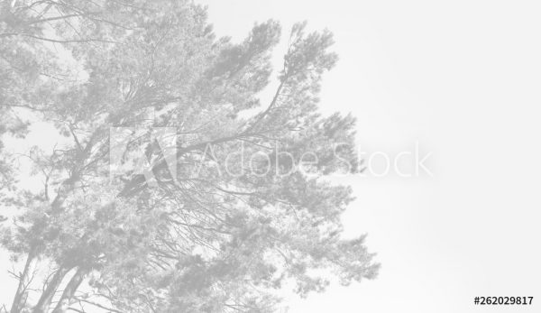 AdobeStock_262029817_Preview