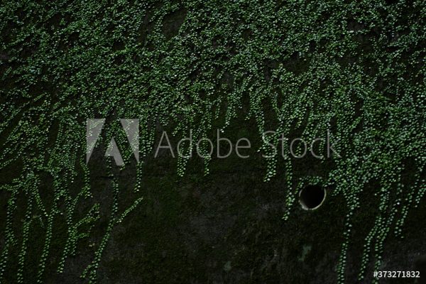 AdobeStock_373271832_Preview