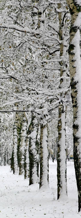 cropped_1605642348.jpg