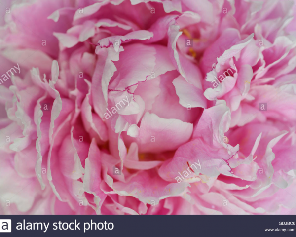 cropped_1616042936.jpg