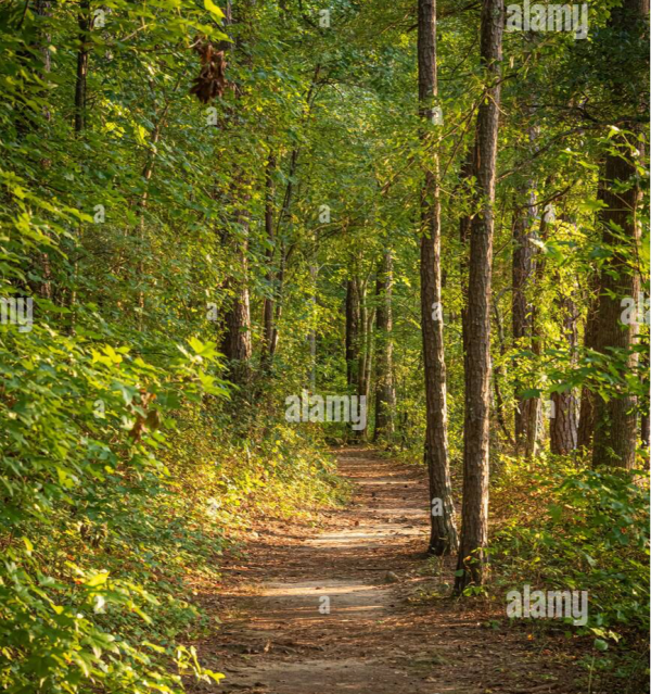 SelfAdhesive portrait 2590W x 2760H Custom Wallpaper